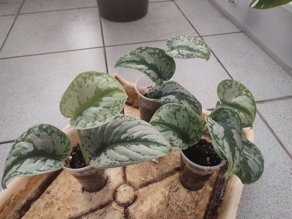 Сциндапсус экзотика