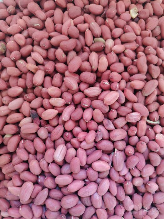 Surxondaryo Qumqo'rg'ondan yeryong'oq mag'iz tayorlab beramiz