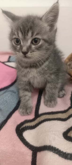 Котята от Шотландской кошки