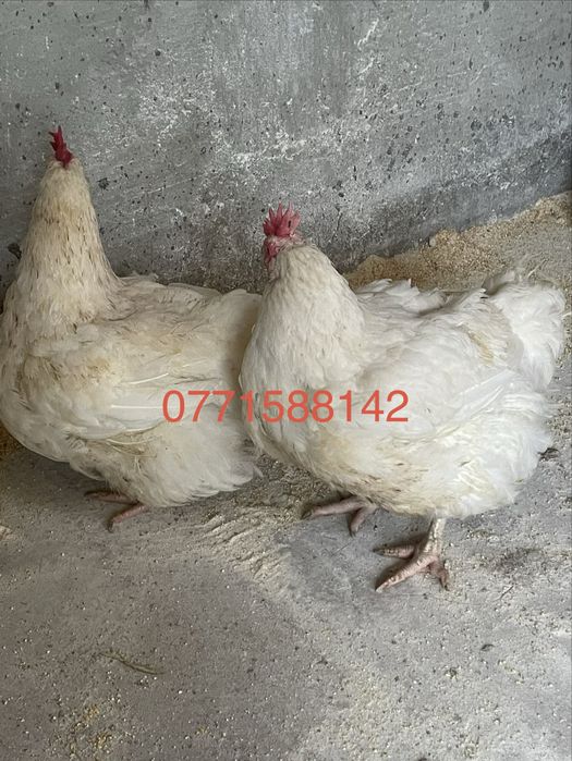 Gaini de carne 4,5 - 5 kg buc