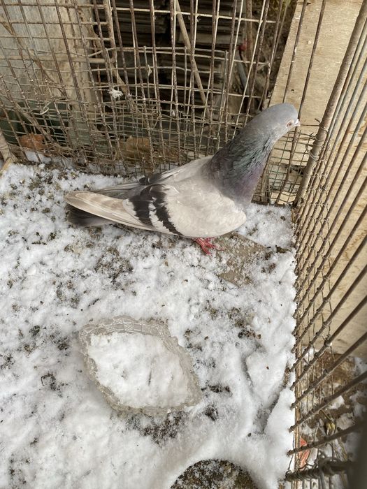 Kaftarlar sotiladi 20 ta manimcha