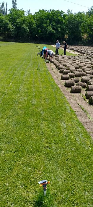 Gazon tayor  ruloni. uruğ xam sepamiz