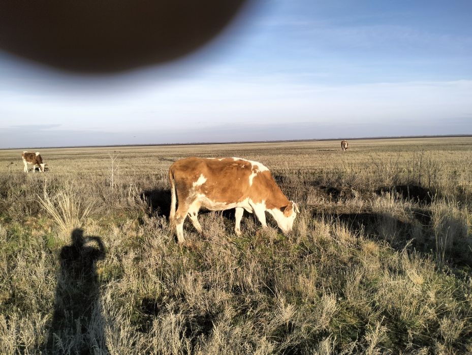 Продаю коров стельные 3 головы