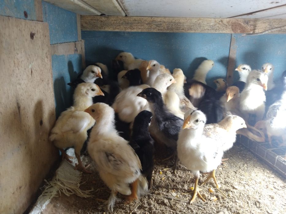 Хонаки товук жужалари цветли брамма жужалари