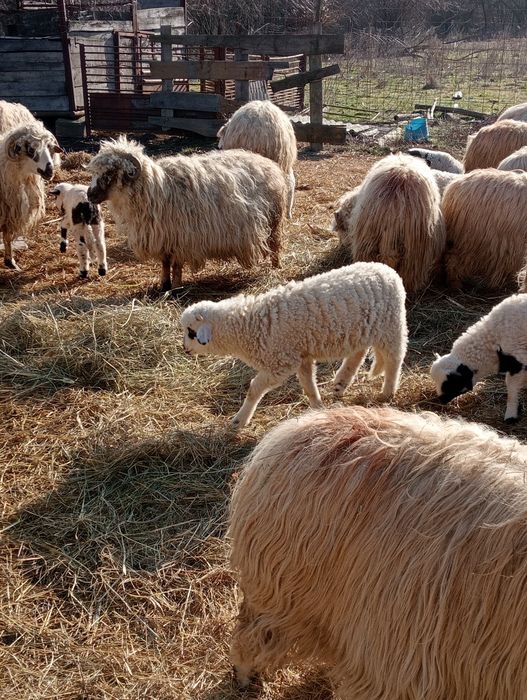 Vînd 16 oi reforme un berbec și 13 miei