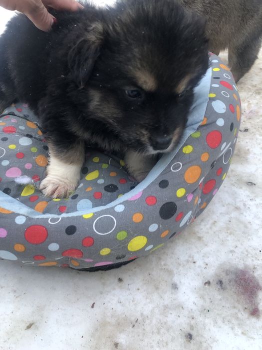 Любимые животные