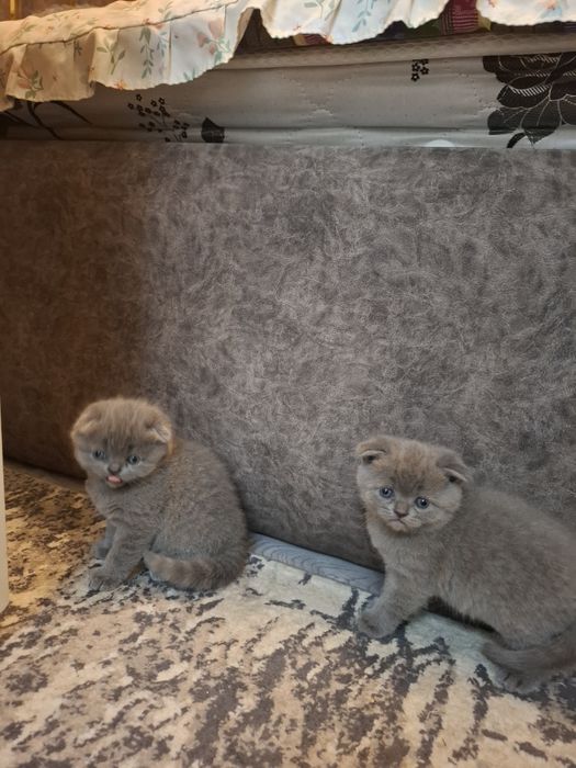 Продаются элитные котята 3 девочки 1 мальчик