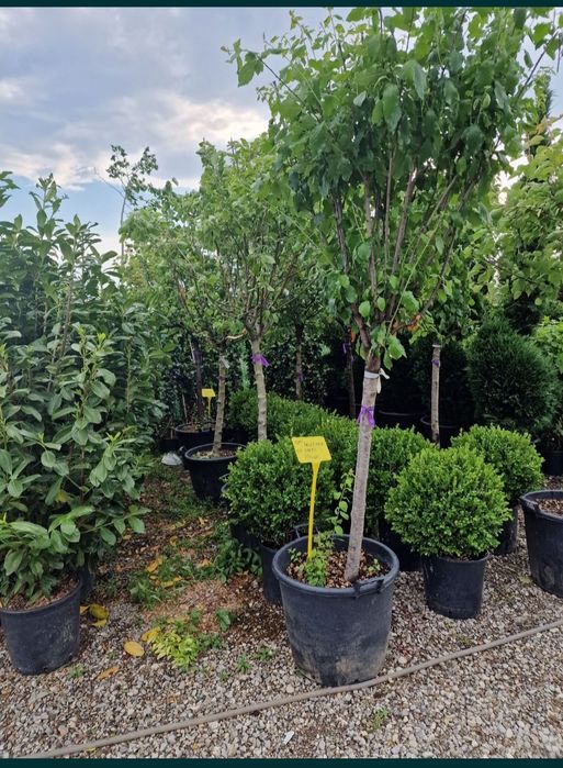 Pomii fructiferi pe rod transportul este gratuit