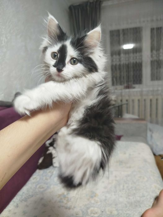 Котик 3 месяца ласковая девочка.