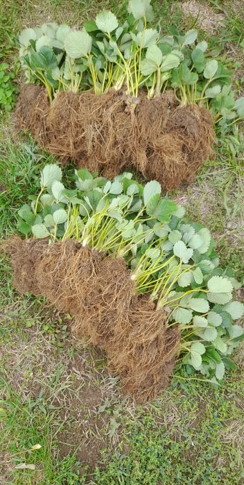 Разсад Ягоди Gorella