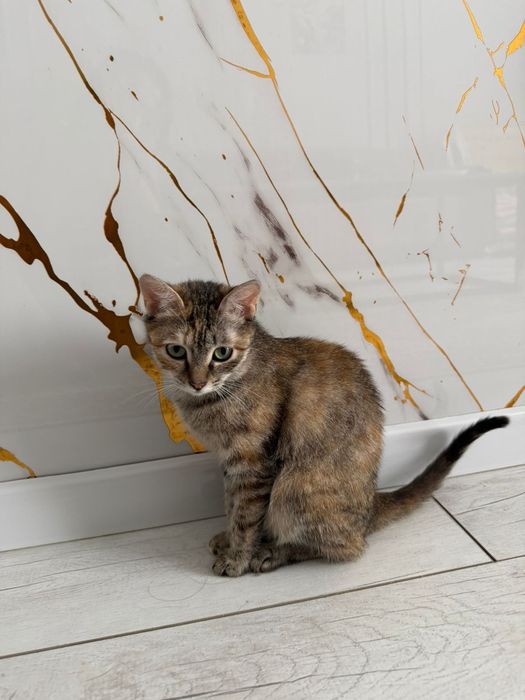 Котенок ищет дом