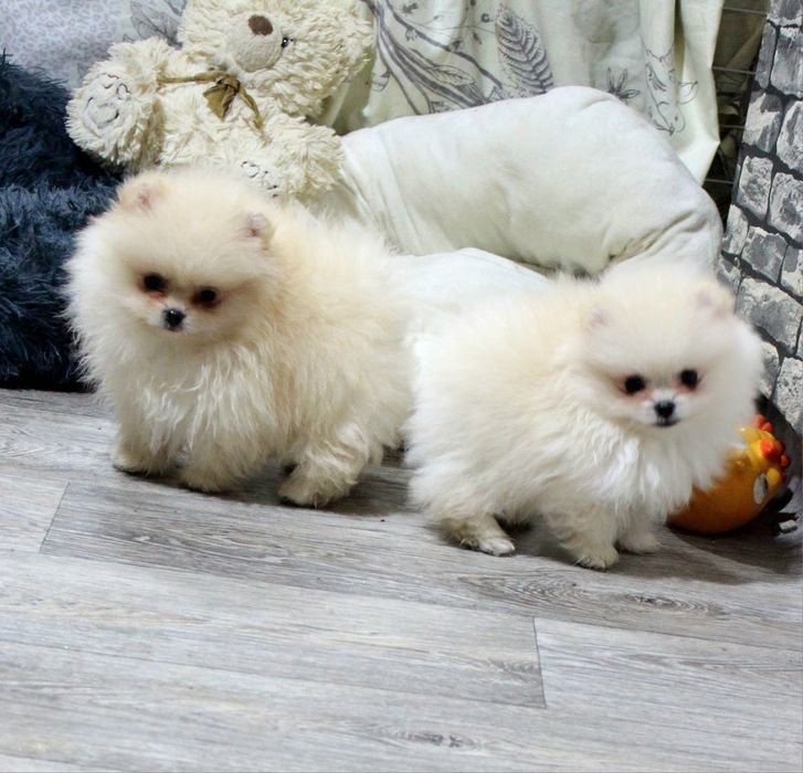 Померан мини мъжко и женско