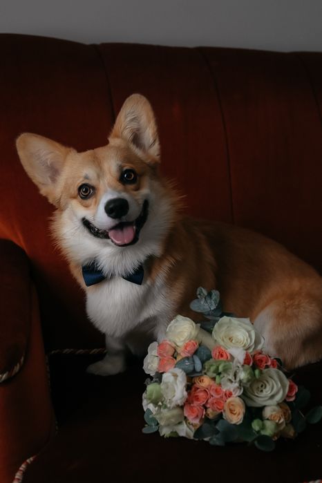 Кобель Вельш Корги Пемброк