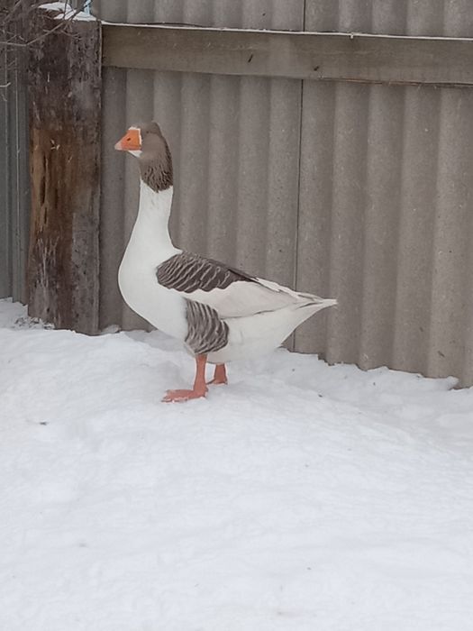 Продам гусака домашнего