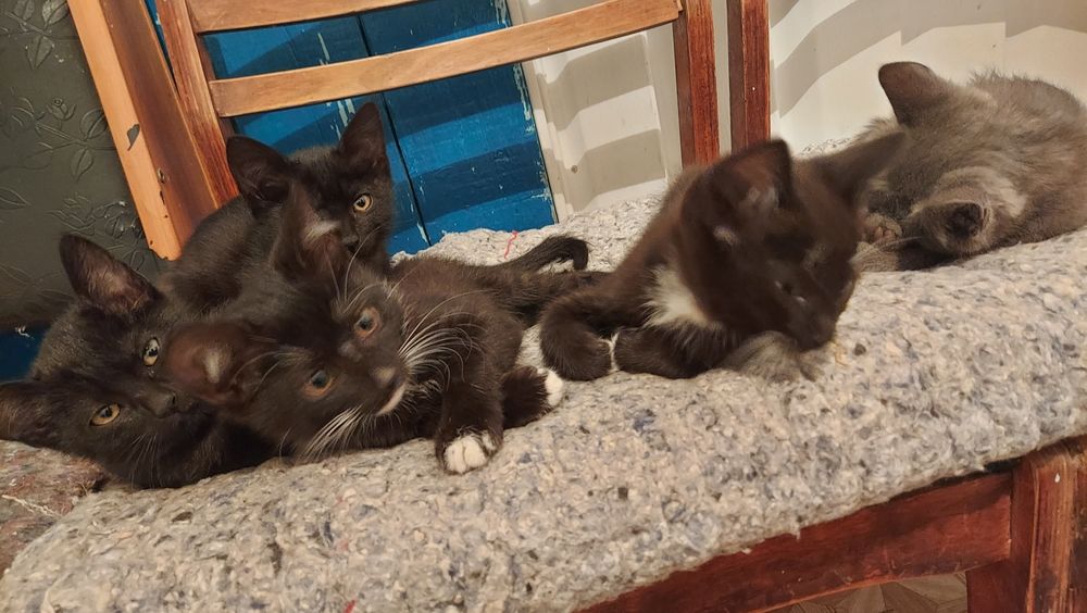 Котята в добрые руки