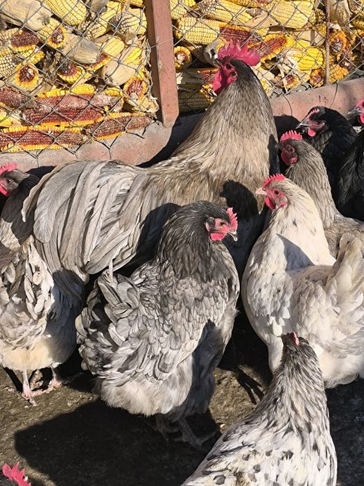 Ouă australorp splash și albastru