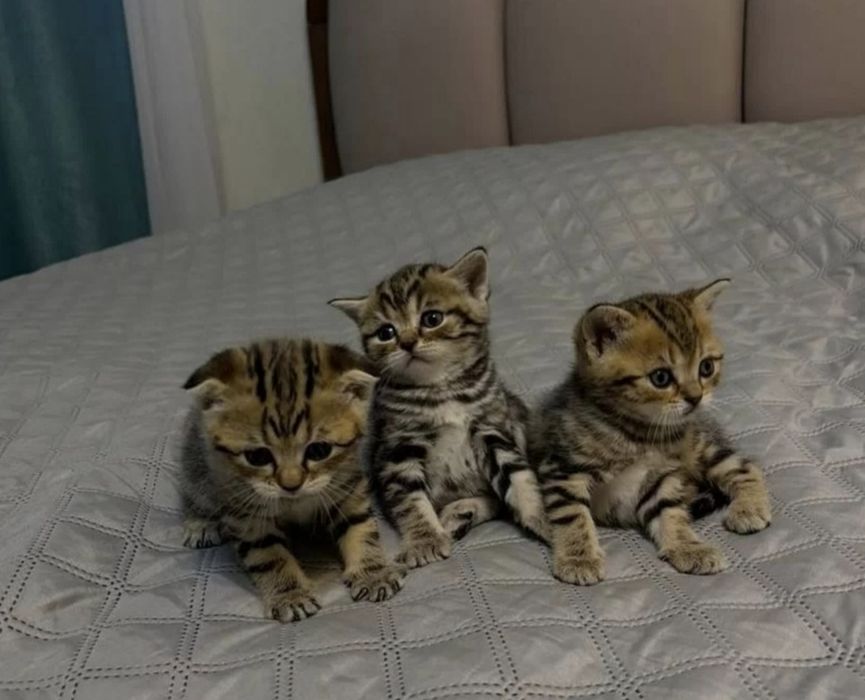 Шотландские котята