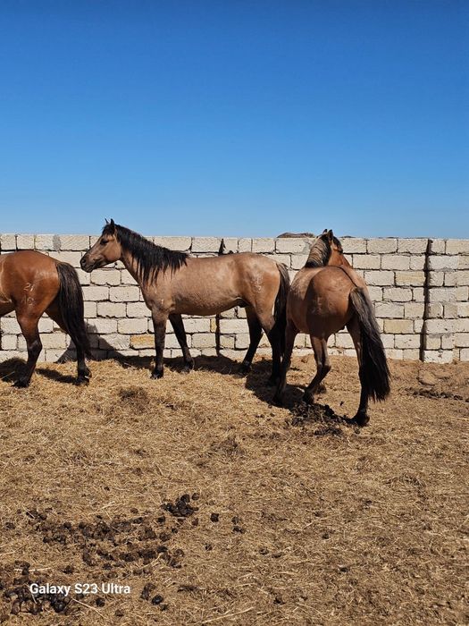 Айғыр сатамын Мұғалжар