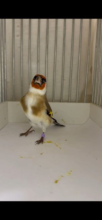 Продаётся щегол черноголовый. Kokil sotiladi