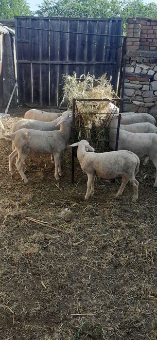 Продавам агнета лакон