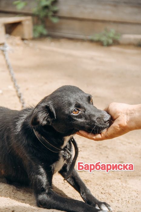 Дарю в добрые и ответственные руки