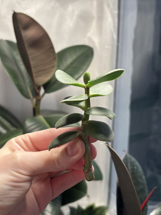 Продам комнатные цветы…