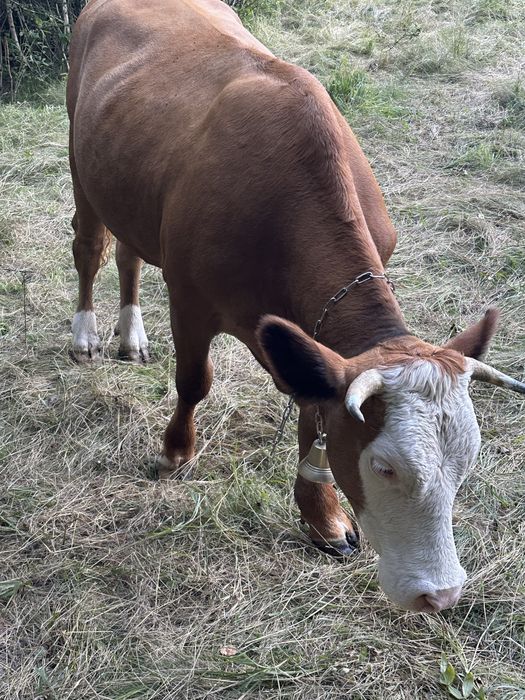 Vaca de 3 ani  baltata