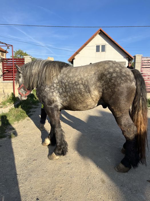 Vand Armasar de 3 ani