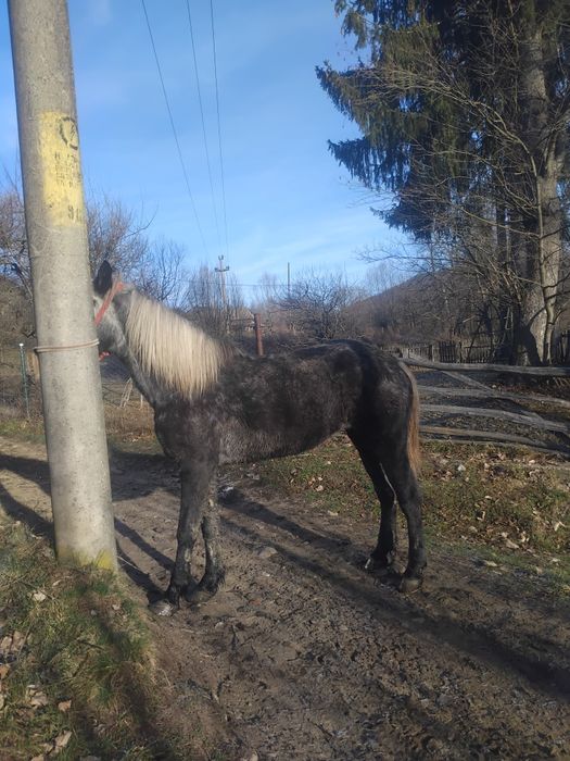 De vânzare sau schimb pe oi