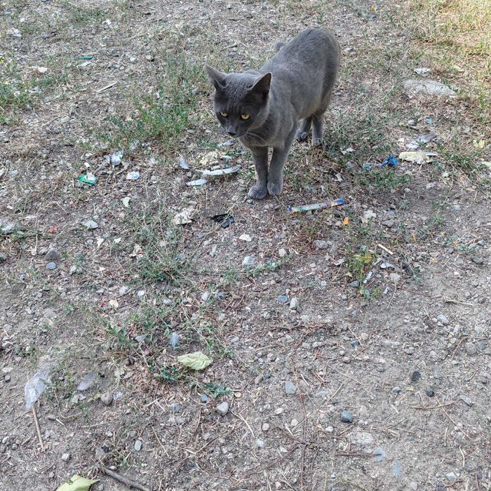 Найден молодой котик