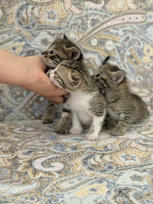 Котята, марғаулар, мысық