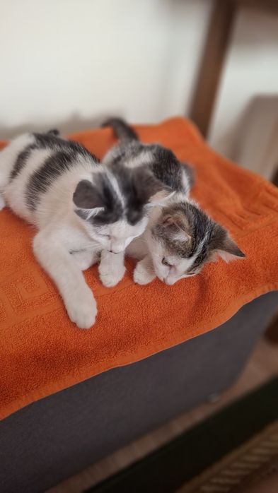 Отдам котят $$$$