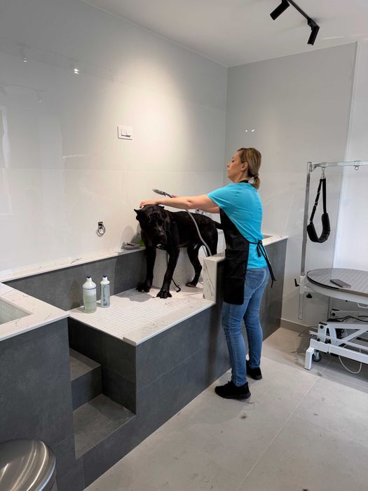 Frizerie canina Targoviste - salon DogSpa Beauty, programari online