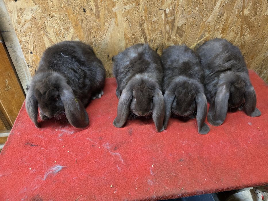 Iepuri berbec german