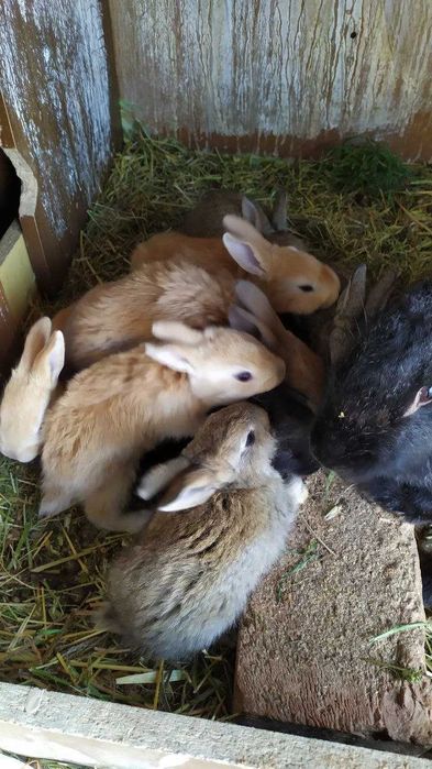 Quyon / Куён / Қуён / Куйон / Кролики 1 ойлик боласи сутдан чиккан