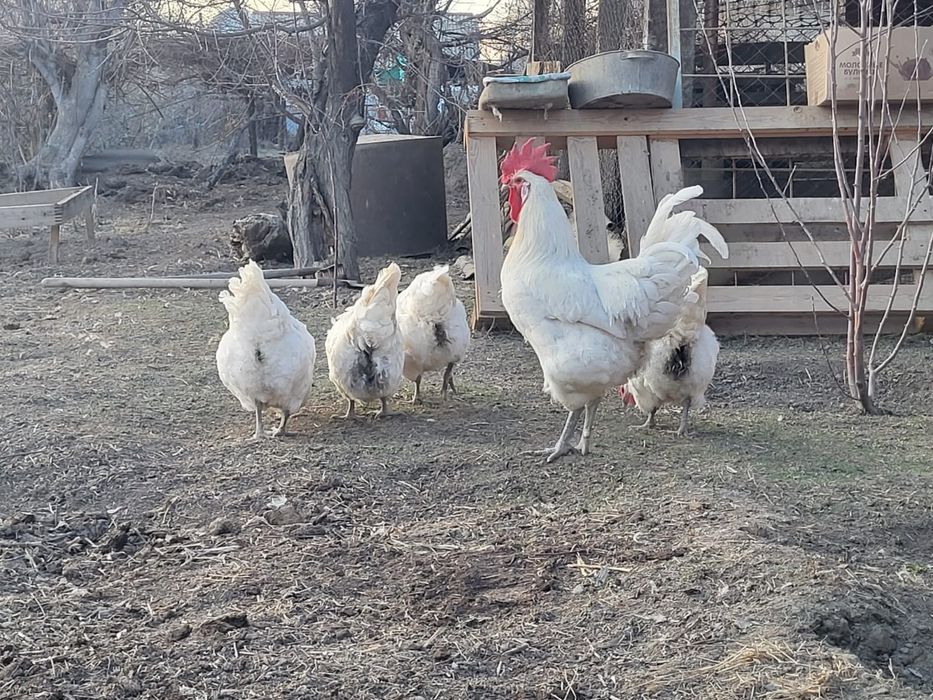 Бресс гальские цыплята продаются.
