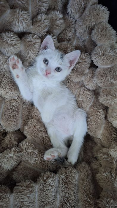 Продаются котята скотиш фолд и скотиш страйт.