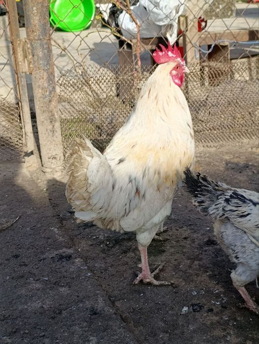 Продаются молодые петушки