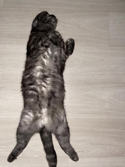 Кот  ! Срочно ! Очень умный спокойный