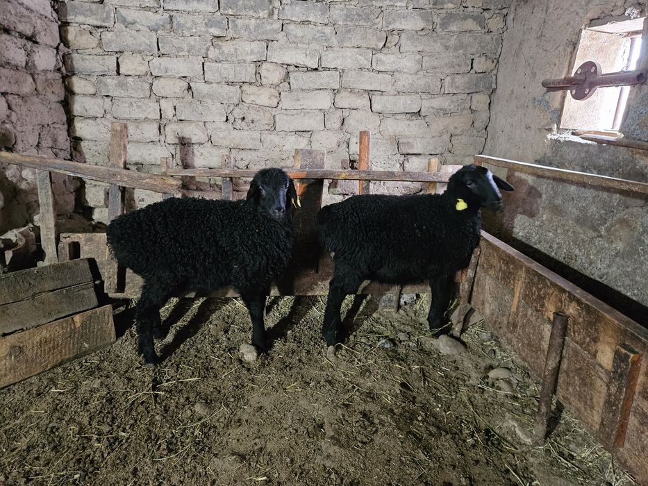 Ургашы козылар 2 бас