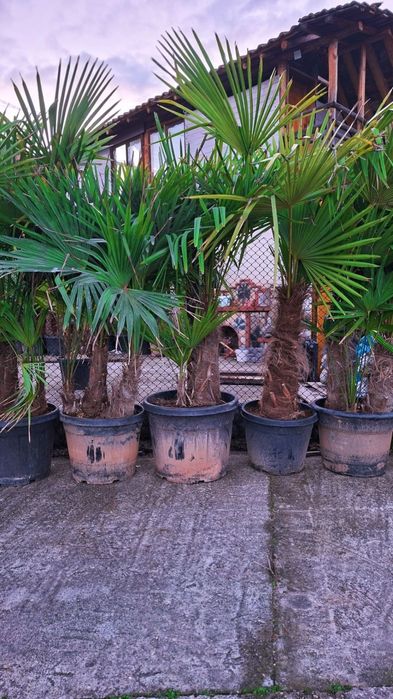 Палма Трахикарпус