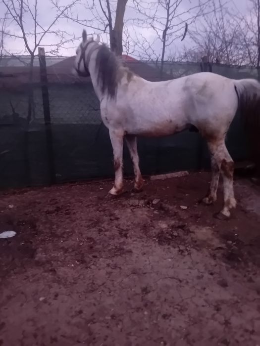 De vanzare armasar de 8 ani cuminte miel