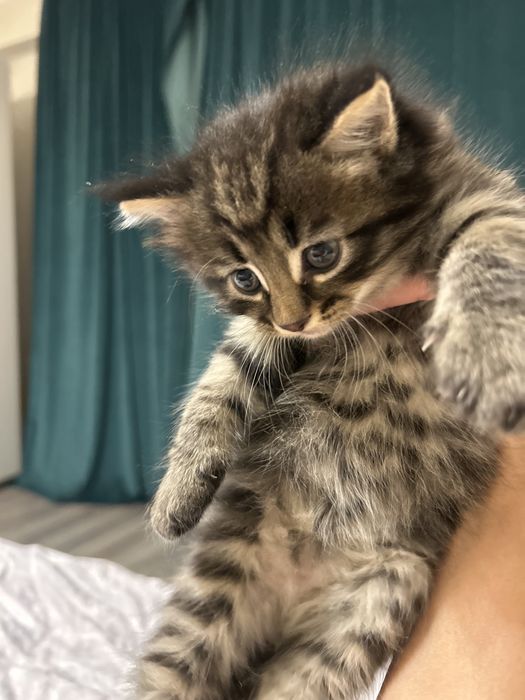 продам котят плродистых