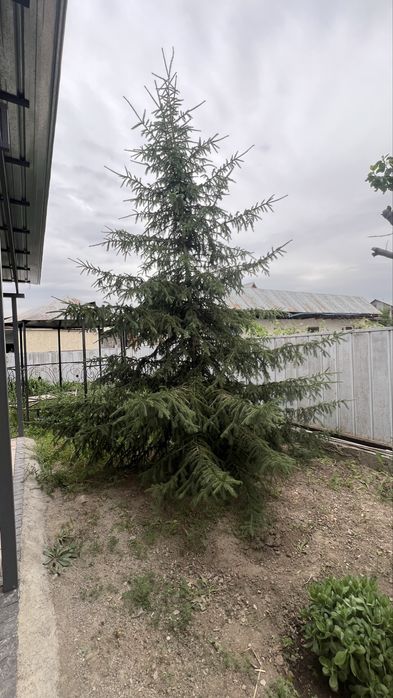 Елка/шырша тегін