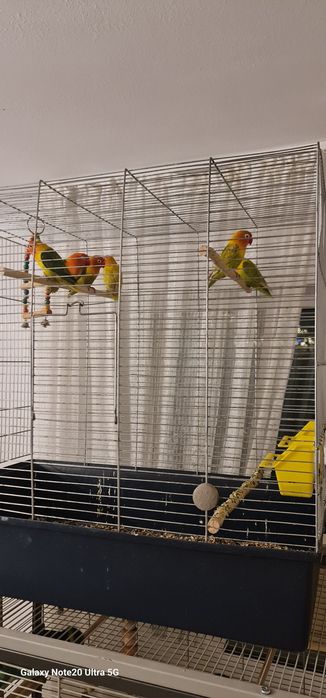 Papagali agapornis 250 lei perechea.