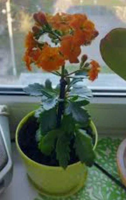 Комнатные цветы  200 тг