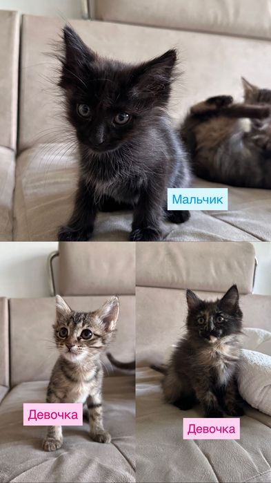 Котенок в добрые руки