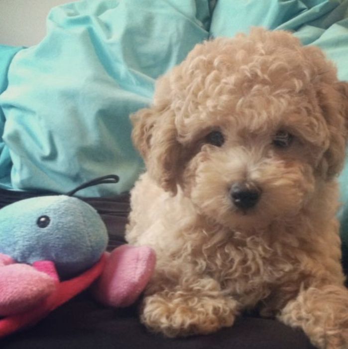 Мини пудел момченце  априкот