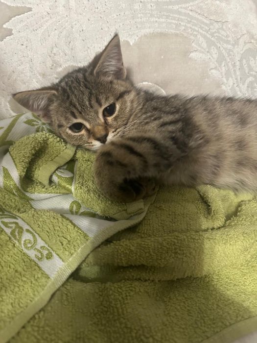 Отдам котят в добрые руки! Две девочки