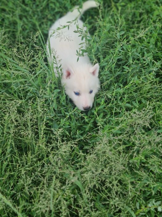 Продам щенков сибирской хаски.